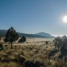 This view of Iztaccíhuatl–Popocatépetl National Park in Mexico represents a biome range shift. (Armando Vega, CC 4.0)