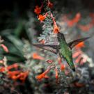 Hummingbird amongst the flowers.