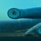 Migrating Pacific lamprey (U.S. Fish and Wildlife Service).