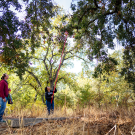 Marshall McMunn, assistant professor of teaching with the Department of Entomology and Nematology, and animal biology major Kora Hermida, use a fruit picker to collect galls from the branches of oak trees in Davis as part of a research project on the California oak gall wasp. Photo by: Jael Mackendorf, UC Davis