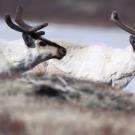 A herd of caribou in arctic Greenland. Caribou at this study site have been declining over the past several years, while muskoxen have been increasing. Such herbivores help rare plant species persist in a rapidly changing climate. (Eric Post/UC Davis)