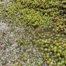 Grapes used to make chardonnay wine; (Photo by WellVine)