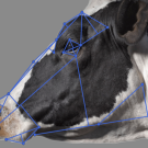 Graphic representation of measurements that can be used in facial inference algorithms.