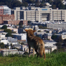 A coyote in San Francisco takes in a view of the city. (Tali Caspi, UC Davis)
