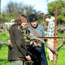 DEVO members performing winter trimming at the club’s vineyard in South Davis. (Jael Mackendorf / UC Davis)