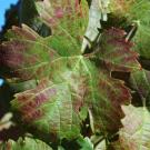 A new greenhouse at UC Davis will be built to protect grapevines from diseases such as red blotch disease, which can cause leaves to turn red, hamper fruit ripening and reduce wine quality. (Foundation Plant Services/UC Davis)