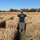 Scientist Juan Debernardi gives a thumbs-up to the short but upright grain on the left, which is dwarf triticale developed with a new genetic tool using micro-RNA. Thumbs-down is for the plot on the right, which is the original, tall triticale line. Debernardi is manager of the Parsons Foundation Plant Transformation Facility at UC Davis. (Joshua Hegarty/UC Davis)