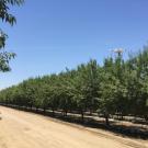 Unmanned aerial vehicles, or drones, can help farmers monitor the state of fields and orchards but data can be affected by the position of the sun. A web application developed at the UC Davis Digital Agriculture Lab helps farmers and researchers find the best time to fly for their date and location to avoid creating errors in data. (Digital Agriculture Lab)