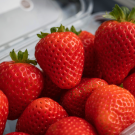 UCD Eclipse strawberries grown in Santa Maria, CA. Credit: Jael Mackendorf / UC Davis