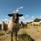 This UC Davis ewe, center, will be transported with more than 20 more in her flock to the Campus Gateway Wednesday through Friday as part of a campus pilot project using sheep to graze grounds in a central part of campus. Here the sheep are grazing in their campus pasture on the west part of campus last week. (Gregory Urquiaga, UC Davis)