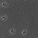 Microscopic image of E. coli used in the study