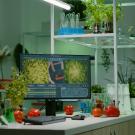 Food on a desk with a computer