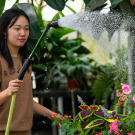 Agricultural and Environmental Technology major Emily Chung  waters plants in the Pat J. Brown lab. (Elyssa Lieu/UC Davis)