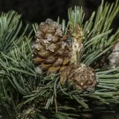 Whitebark pine is a threatened tree species that provides ecological and cultural value across its range in the U.S. West and Canada. Scientists have sequenced its genome, presenting new opportunities for its conservation. (Gerald Corsi/Getty Images)