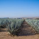 Rows of agave plants grow under a blue sky.