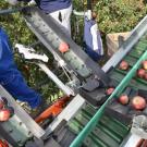 Conveyor belts with red apples being sorted by workers