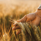 A hand holds a wheat plants in a field.