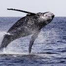A humpback whale breaches off the coast of San Diego. (Getty)