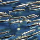 Scientists think a thiamin deficiency in salmon may be related to an anchovy boom. (Spondylolithesis/Getty)