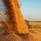 A new University of California, Davis, study sheds light on how trade, and centrality in the global wheat trade network, affects food security.