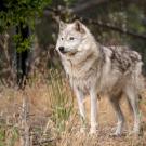 A gray wolf at the Oakland Zoo. Photo by Gregory Urquiaga / UC Davis