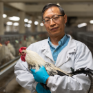 Huaijun Zhou, an animal science professor whose team developed a genetic atlas of gene activity in chickens.