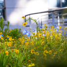 Blue and yellow native plants outside of Hunt Hall.