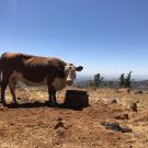 A cow at the Sierra Foothill Research and Extension Center in Browns Valley being tracked as part of research on cattle grazing personalities. (Maggie Creamer / UC Davis)