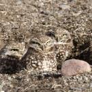 On May 1, 2025, a team of UC Davis birders set a new Yolo County record by spotting 173 bird species in just 24 hours, surpassing the previous record of 172. The record-breaking species was the burrowing owl, like the ones pictured here. Photo by: Daniel Karp, UC Davis