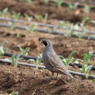 A California quail walks among kale seedlings. A UC Davis study found that bird poop from small birds are unlikely to pose a food safety risk for growers. (Rose Albert, UC Davis)