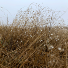 A grassland ecosystem dewy from recent precipitation. (Courtesy of Christian Santos-Medellín)