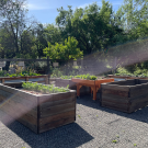 A new accessibility garden opens on campus with ADA-compliant pathways and raised beds that can be used by individuals in wheelchairs. Photo by: Tiffany Dobbyn, UC Davis