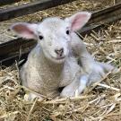 A gene edited lamb. (Alison Van Eenennaam / UC Davis)