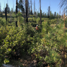 Fieldwork in the Plumas National Forest documenting shrub and pine growth. (Andrew Latimer / UC Davis)