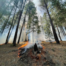 An example of a low severity fire from a prescribed burn in a dry mixed conifer forest. (Andrew Latimer / UC Davis)