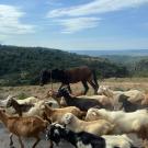 A mule walks alongside a goat herd.