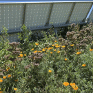 A mixture of wildflower species attracts pollinators around and beneath solar panels at a UC Davis ecovoltaic project. (Rebecca R. Hernandez, UC Davis)