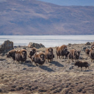 A group of muskoxen gather on the Arctic tundra near Kangerlussuaq, Greenland. (Jeff Kerby)
