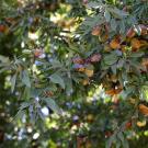Branches of an almond tree with clusters of ripe nuts and green leaves in sunlight.
