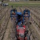 Using mechanical pruning like above can save between 60% to 80% of labor operation costs per acre compared to manual pruning alone. (Hector Amezcua/UC Davis)
