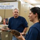 Danielle Fradet, junior specialist for MWFB, with a male platypus specimen.