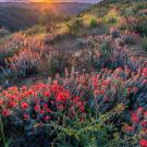 Field of flowers in bloom
