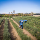 Harvesting olives at the Wolfskill Experimental Orchards, photo by: John Boyer