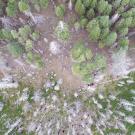 A pioneering forest management tool being created by a team led by UC Davis ecologist Derek Young will help solve urgent problems such as thinning overly dense forests and tracking tree death among wildfire survivors. Young captured this image in 2019 of the burn scar left by the 2014 Eiler Fire in the Lassen National Forest, in northeastern California. (Drone image by Derek Young/UC Davis Dept. of Plant Sciences)