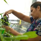 Postdoctoral scholar Pershang Hosseini examines a specimen inside the Contained Research Facility at UC Davis where research projects are examining ways to control and learn more about Orobanche ramosa. (Jael Mackendorf/UC Davis) 
