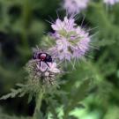 The blue orchard bee, shown here on the lacy phacelia wildflower, was exposed to a neonicotinoid for the study. (Clara Stuligross/UC Davis)