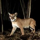 P65 walks with her kittens. In a UC Davis study, female mountain lions were generally more active during the day and closer to sunrise, perhaps because they are constrained by avoiding male mountain lions and not able to respond as strongly to recreation. © National Park Service