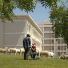 caption: Dylan Moore and Lauren Mabe, both Ph.D. candidates with the Geography Graduate Group, got engaged during a UC Davis Sheepmowers grazing event on campus near the Silo. Photo by: Annie Miyadi, UC Davis