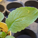 A new UC Davis study finds that caterpillars exposed to warmer nights grew faster on average, but many didn’t survive long enough to transform into butterflies. (Louie Yang / UC Davis) 