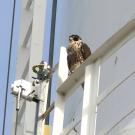 Female peregrine falcon perched on the UC Davis water tower. Photo by: Andy Engilis, UC Davis